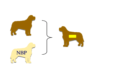 c-nbp.gif