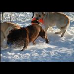 IMG_9566.jpg