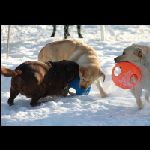 IMG_9568.jpg