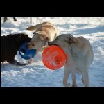 IMG_9569.jpg