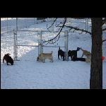 IMG_9593.jpg